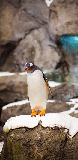 [2436x1125]企鹅 雪地 游禽 海洋之舟 苹果手机壁纸图片