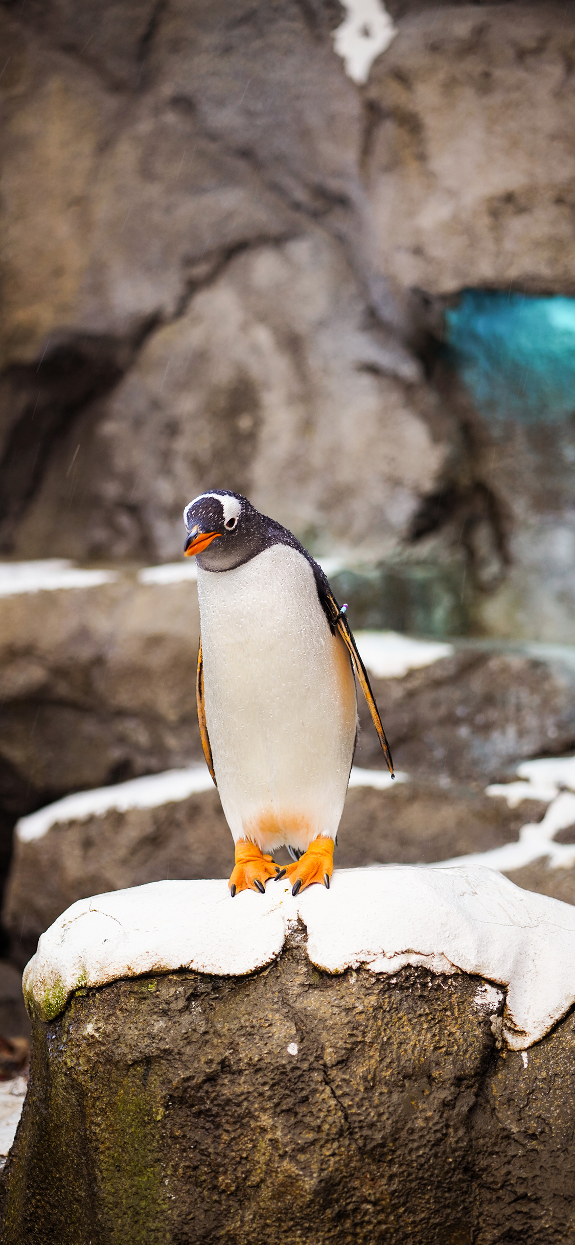 [2436×1125]企鹅 雪地 游禽 海洋之舟 苹果手机壁纸图片