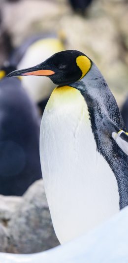 [2436x1125]企鹅 雪地 群居 记号 苹果手机壁纸图片