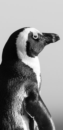 [2436x1125]企鹅 黑白 可爱 苹果手机壁纸图片