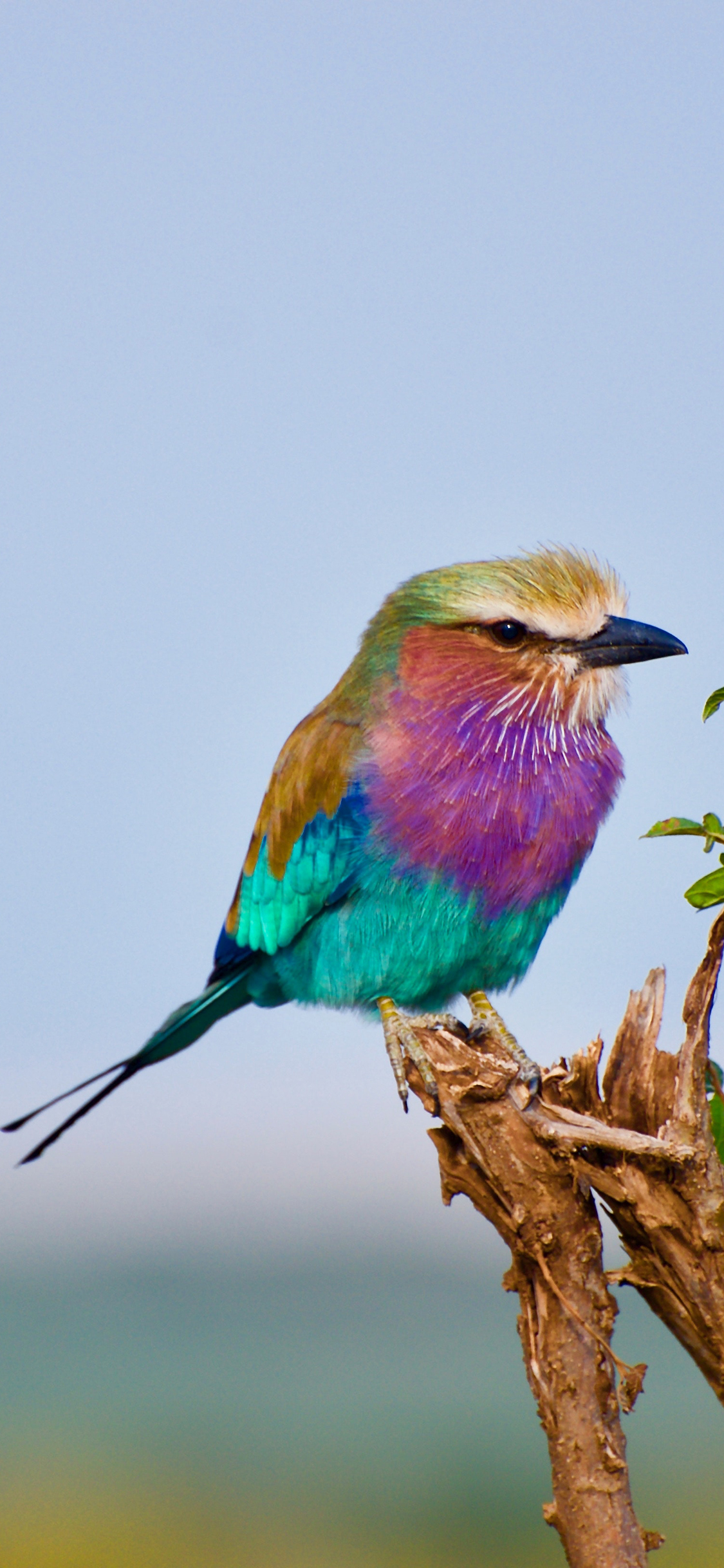 [2436×1125]佛法僧 小鸟 枝叶 树枝 苹果手机壁纸图片