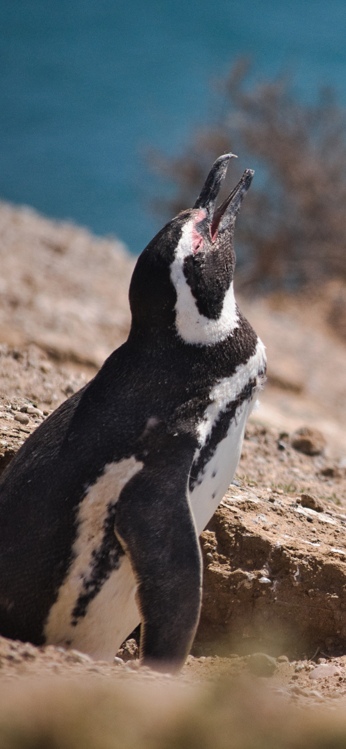 [2436×1125]保护动物 南极 企鹅 苹果手机壁纸图片