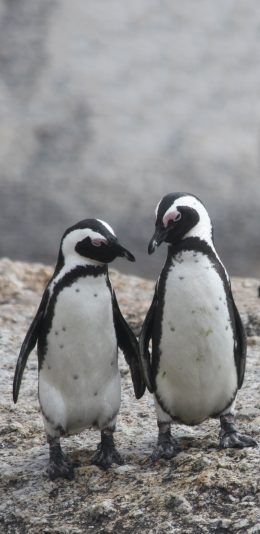 [2436x1125]保护动物 南极 小企鹅 幼崽 苹果手机壁纸图片