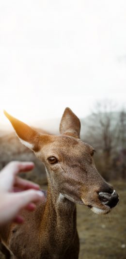 [2436x1125]保护动物 小鹿 可爱 触摸 苹果手机壁纸图片