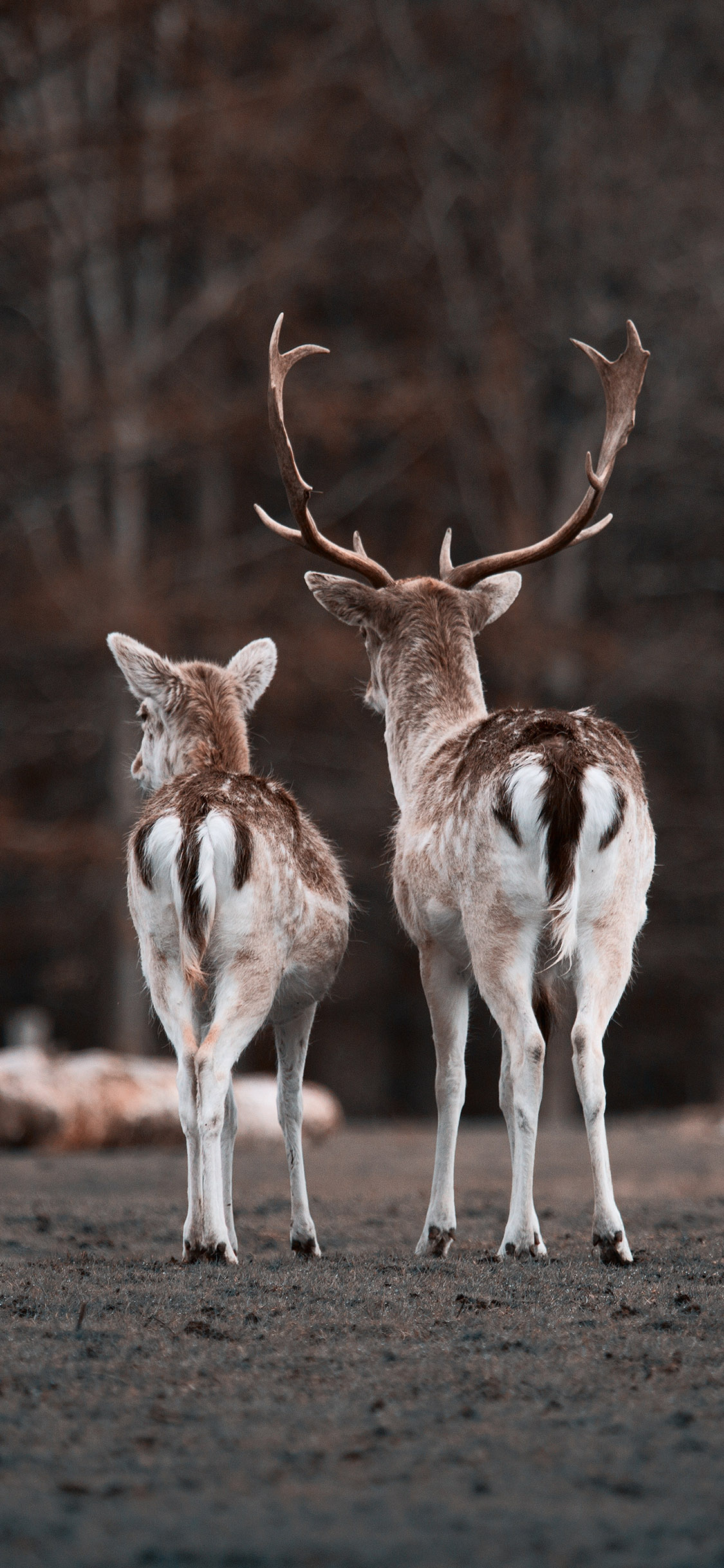 [2436×1125]保护动物 梅花鹿 背影 屁股 鹿角 苹果手机壁纸图片