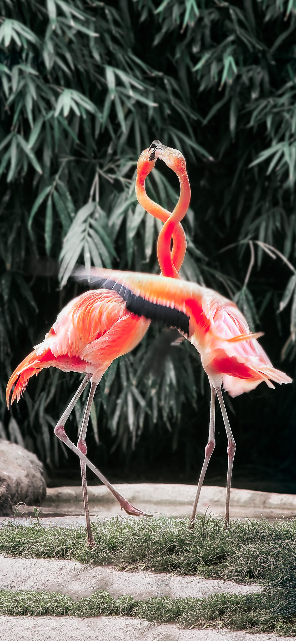 [2436×1125]保护动物 火烈鸟 红色 羽毛 苹果手机壁纸图片