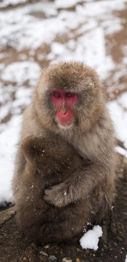 [2436x1125]保护动物 猕猴 静坐 红脸 苹果手机壁纸图片