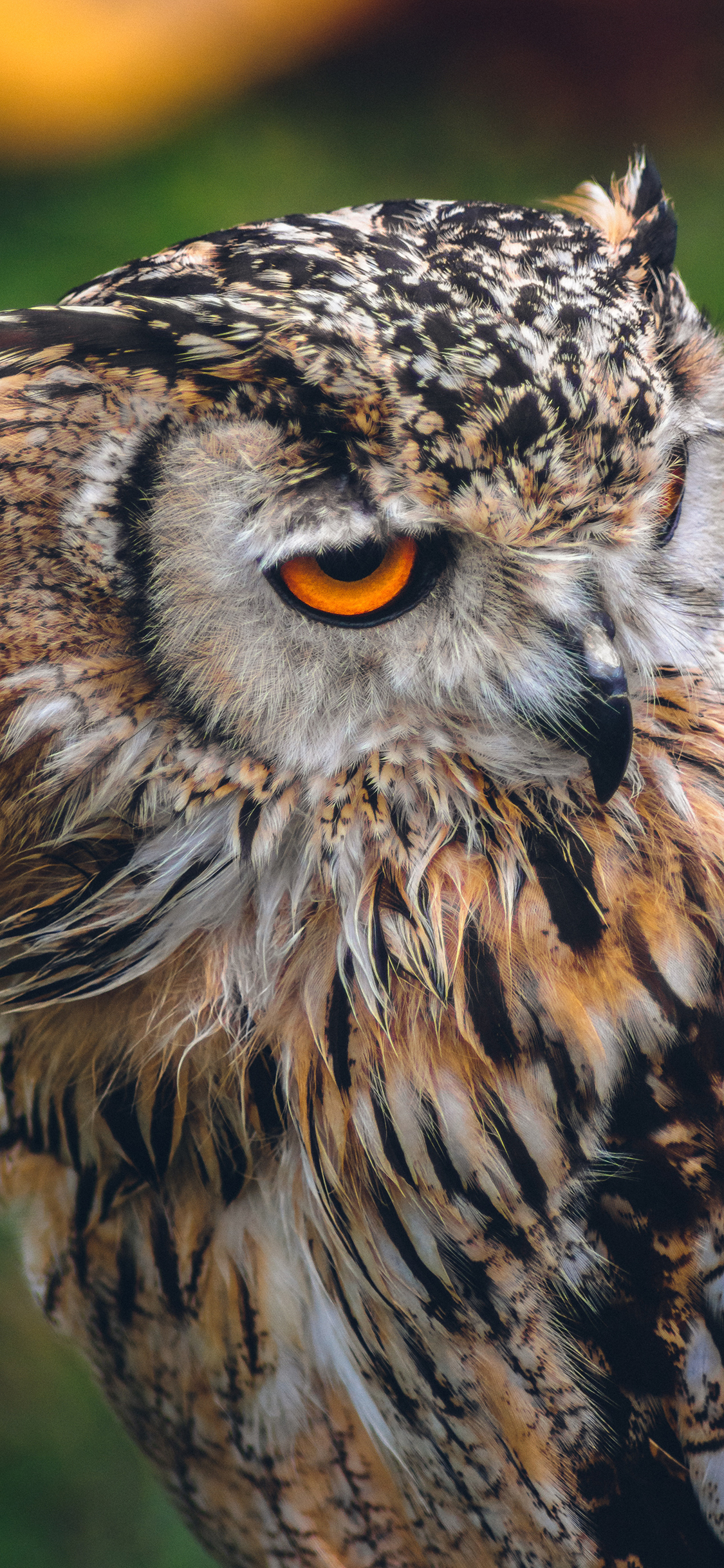 [2436×1125]保护动物 猫头鹰 夜行 苹果手机壁纸图片