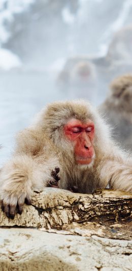 [2436x1125]保护动物 猴子 泡澡 可爱 苹果手机壁纸图片