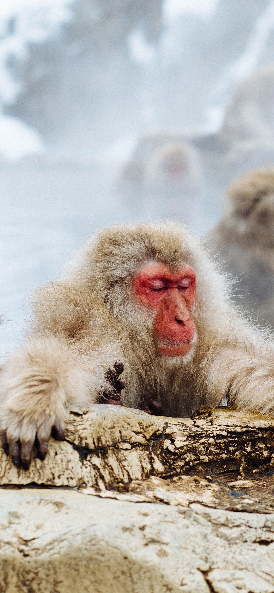 [2436×1125]保护动物 猴子 泡澡 可爱 苹果手机壁纸图片