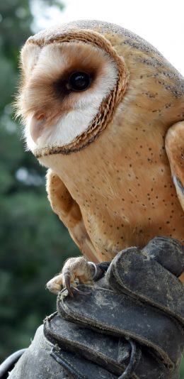 [2436x1125]保护动物 谷仓 猫头鹰 苹果手机壁纸图片