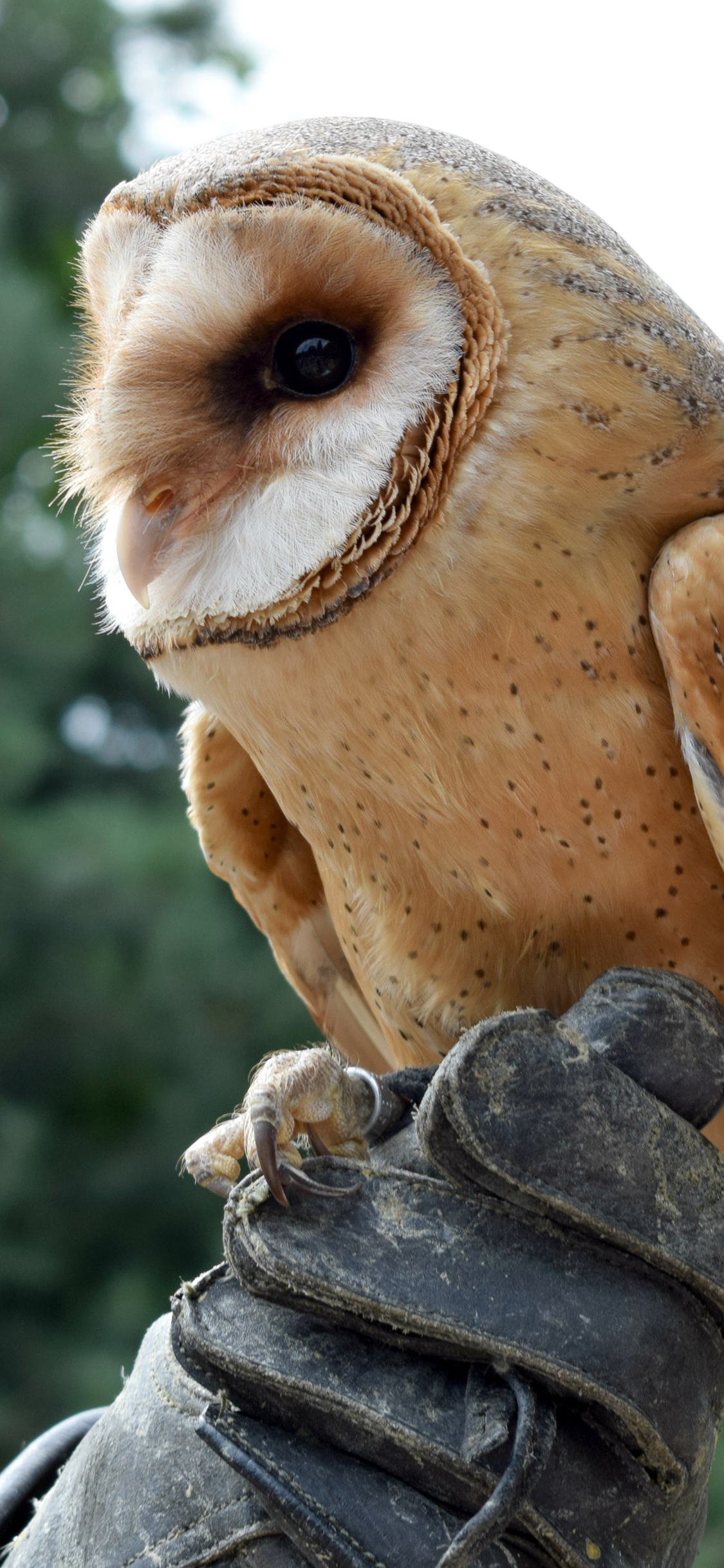 [2436×1125]保护动物 谷仓 猫头鹰 苹果手机壁纸图片