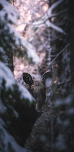 [2436x1125]保护动物 驼鹿 野外 树木 苹果手机壁纸图片