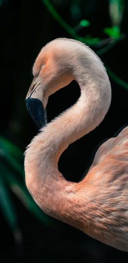 [2436x1125]候鸟 火烈鸟 粉色羽毛 保护动物 苹果手机壁纸图片
