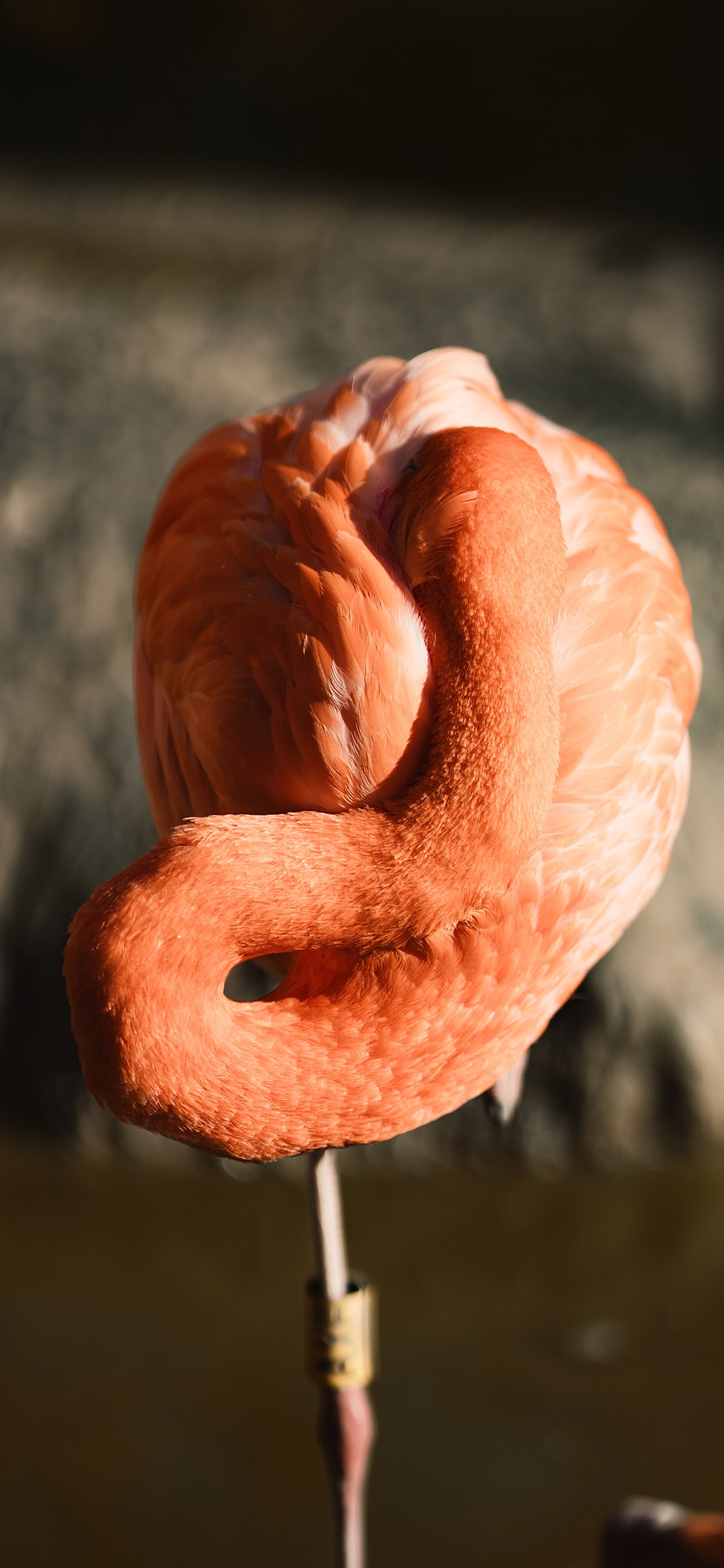 [2436×1125]候鸟 火烈鸟 红色 保护动物 苹果手机壁纸图片