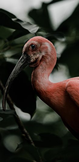 [2436x1125]候鸟 火烈鸟 红色羽毛 苹果手机壁纸图片