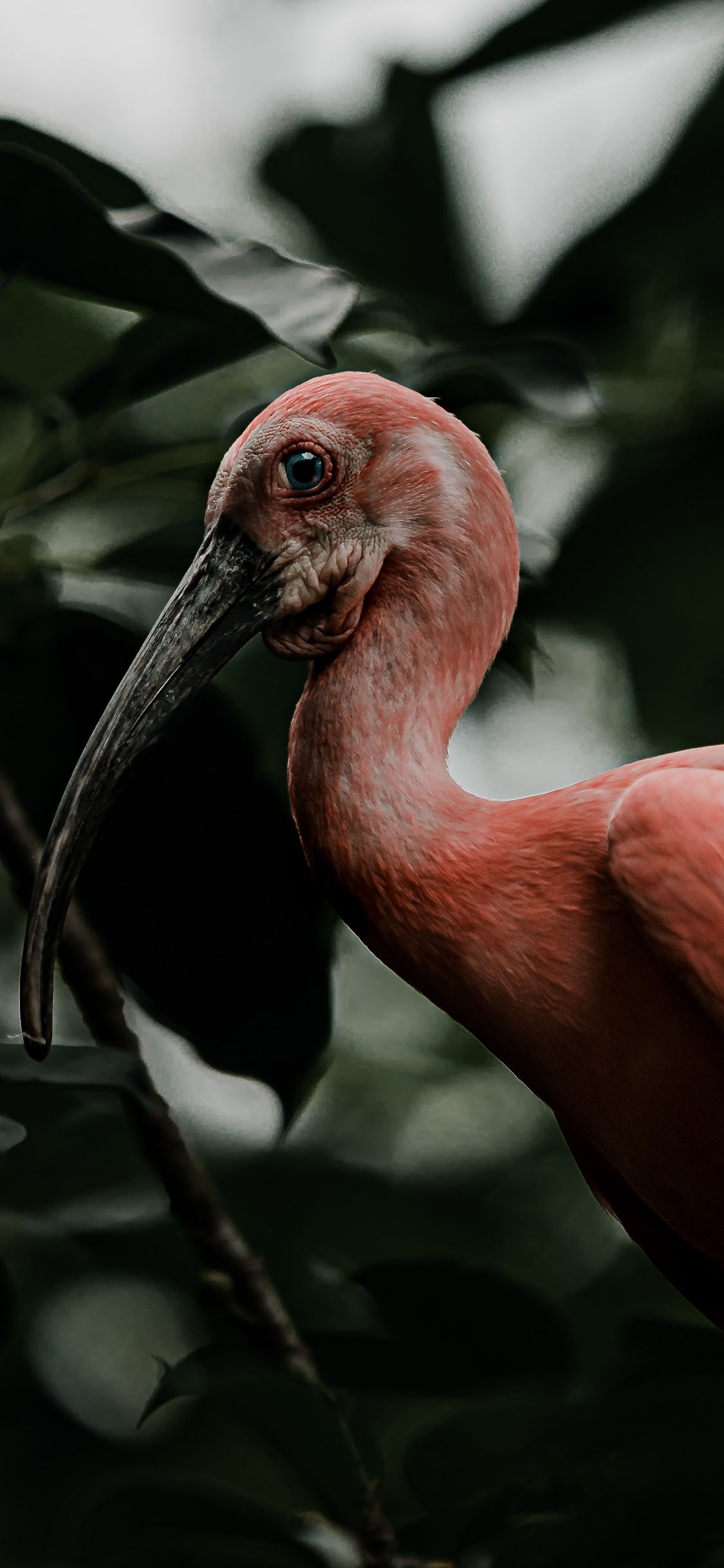 [2436×1125]候鸟 火烈鸟 红色羽毛 苹果手机壁纸图片