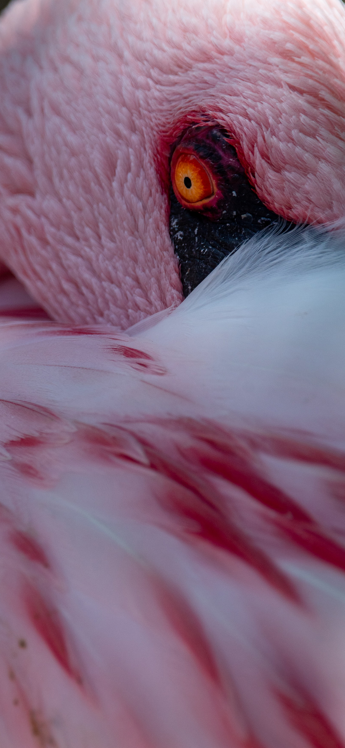 [2436×1125]候鸟 火烈鸟 羽毛 粉色 苹果手机壁纸图片