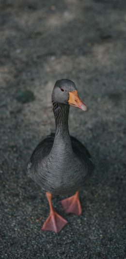 [2436x1125]候鸟 灰雁 雅科 灰色羽毛 苹果手机壁纸图片