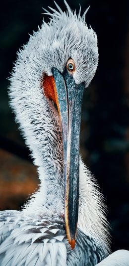 [2436x1125]候鸟 羽毛 长嘴 捕鱼 苹果手机壁纸图片