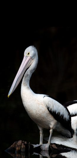 [2436x1125]候鸟 鹈鹕 白色 捕鱼 苹果手机壁纸图片