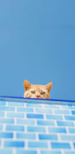 [2436x1125]偷窥 猫咪 喵星人 可爱 蓝色 萌 宠物 苹果手机壁纸图片