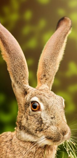 [2436x1125]兔子 可爱 吃草 长耳朵 苹果手机壁纸图片