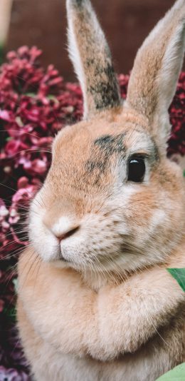 [2436x1125]兔子 可爱 宠物 饲养 苹果手机壁纸图片