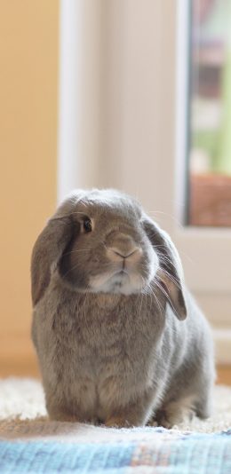 [2436x1125]兔子 可爱 萌 宠物 苹果手机壁纸图片