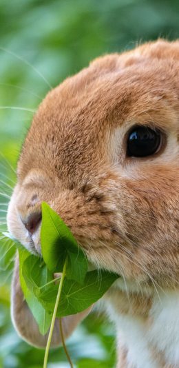 [2436x1125]兔子 吃草 可爱 萌 宠物 苹果手机壁纸图片