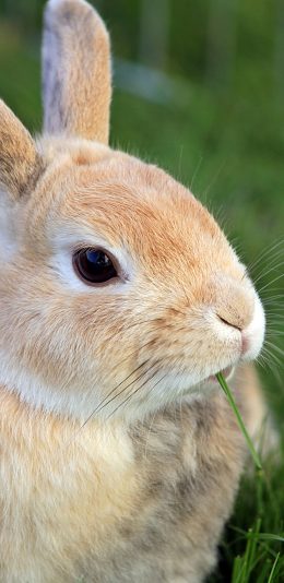 [2436x1125]兔子 吃草 呆萌 宠物 可爱 苹果手机壁纸图片