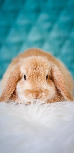 [2436x1125]兔子 地毯 宠物 长耳 苹果手机壁纸图片