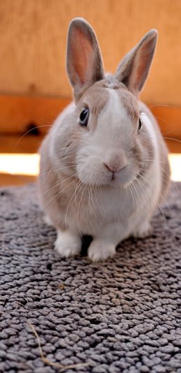 [2436x1125]兔子 宠物  地毯 肥胖 苹果手机壁纸图片