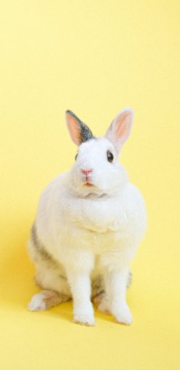 [2436x1125]兔子 宠物 可爱 黄色 萌 苹果手机壁纸图片