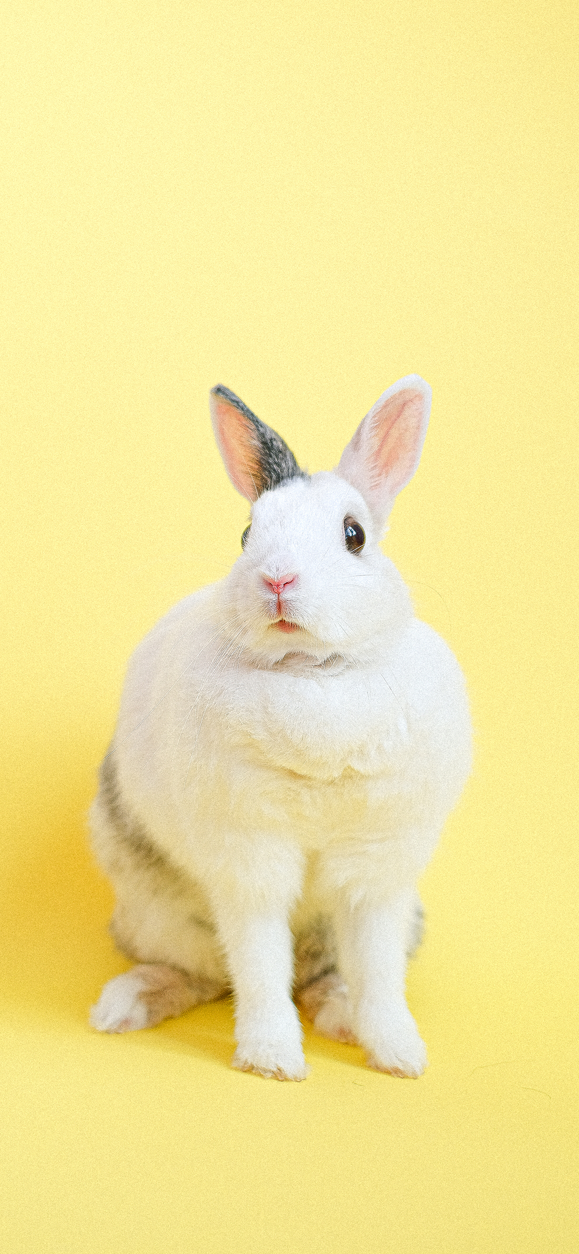 [2436×1125]兔子 宠物 可爱 黄色 萌 苹果手机壁纸图片
