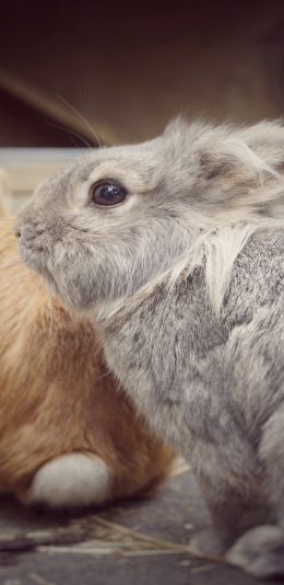 [2436x1125]兔子 宠物 毛发 养殖 可爱 苹果手机壁纸图片