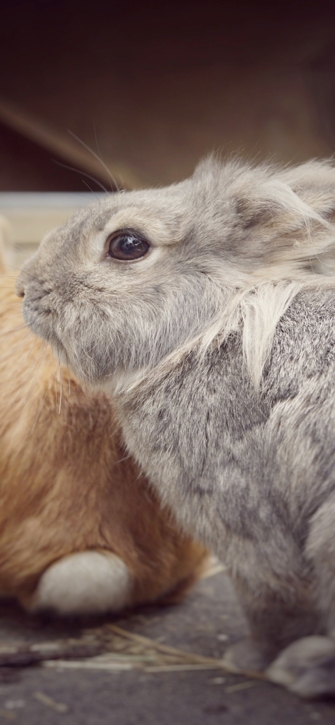 [2436×1125]兔子 宠物 毛发 养殖 可爱 苹果手机壁纸图片