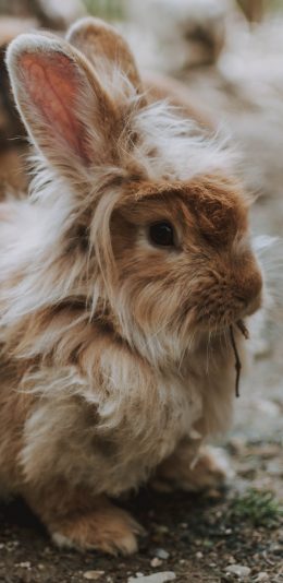 [2436x1125]兔子 宠物 毛发 可爱 苹果手机壁纸图片