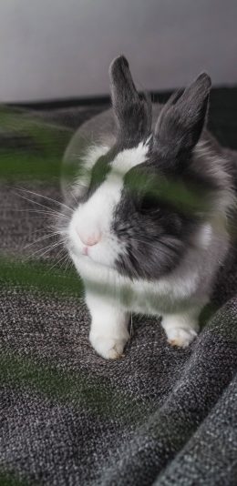 [2436x1125]兔子 宠物 毛茸茸 可爱 灰色 苹果手机壁纸图片