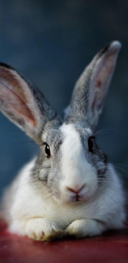 [2436x1125]兔子 宠物 皮毛 可爱 苹果手机壁纸图片