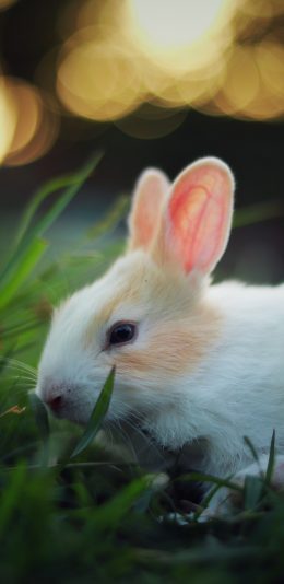 [2436x1125]兔子 宠物 草丛 可爱 皮毛 苹果手机壁纸图片