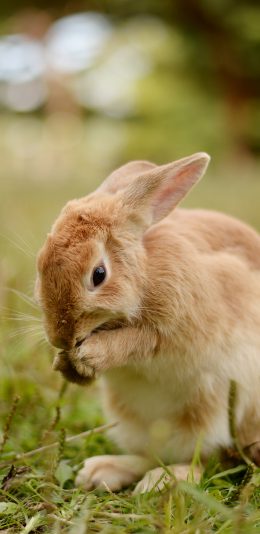 [2436x1125]兔子 宠物 草坪 可爱 苹果手机壁纸图片