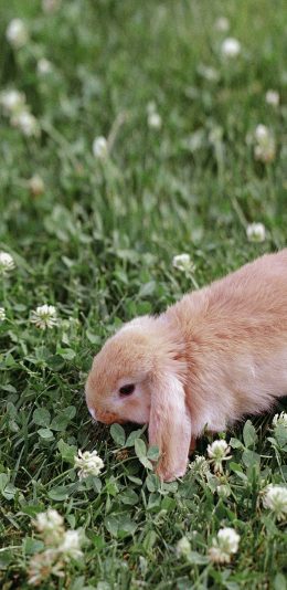 [2436x1125]兔子 宠物 草坪 草地 绿色 苹果手机壁纸图片