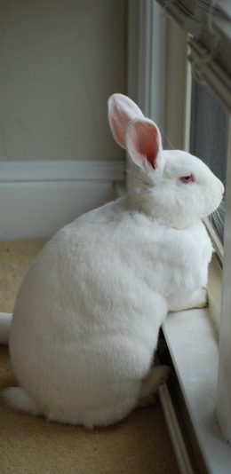 [2436x1125]兔子 小白兔 宠物 可爱 毛茸茸 苹果手机壁纸图片