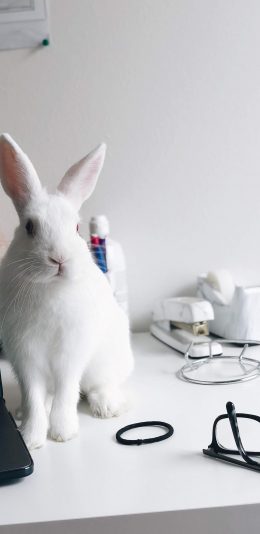 [2436x1125]兔子 小白兔 宠物 可爱 萌 苹果手机壁纸图片