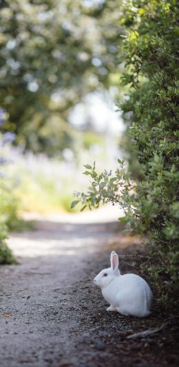 [2436x1125]兔子 小道 白兔 牲畜 苹果手机壁纸图片