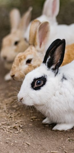 [2436x1125]兔子 杂色 皮毛 饲养 苹果手机壁纸图片