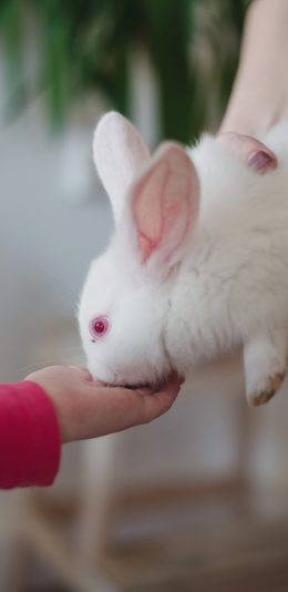 [2436x1125]兔子 毛茸茸 可爱 宠物 白色 萌 苹果手机壁纸图片