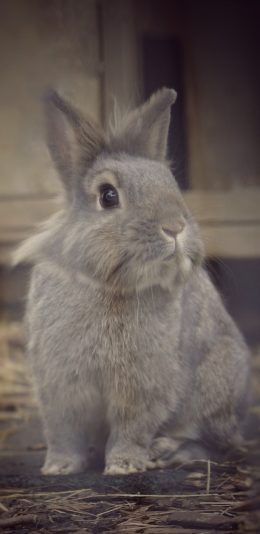 [2436x1125]兔子 毛茸茸 可爱 宠物 萌 苹果手机壁纸图片