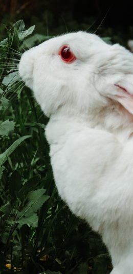 [2436x1125]兔子 白兔 吃草 可爱 萌 宠物 苹果手机壁纸图片